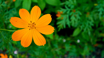 野生に咲くキバナコスモス