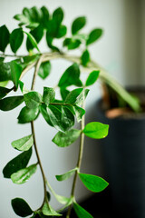 Zamioculcas zamiifolia plant on white  background, Home plant with green leaves,  Concept of home gardening,  Zanzibar gem, Zuzu plant, aroid palm, eternity plant or emerald palm Copy space..