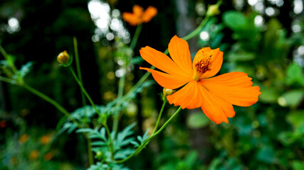 野生に咲くキバナコスモス