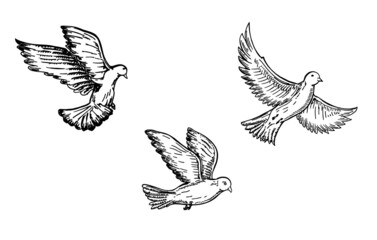 Birds sketch. Banner with hand drawing white doves or pigeons. On white background.
