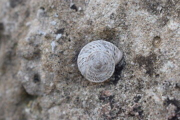 Marmorana scabriuscula, a snail endemic to northwest Sicily