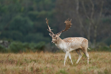 Fallow Deer stag (Dama dama) during the annual rut in Bradgate Park, Leicestershire, England. 