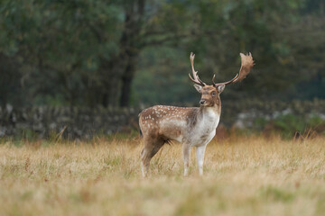Naklejka na ściany i meble Fallow Deer stag (Dama dama) during the annual rut in Bradgate Park, Leicestershire, England. 