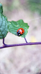 Macro ladybird on leaf