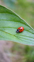 Macro ladybird on leaf