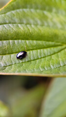 Black beetle on leaf