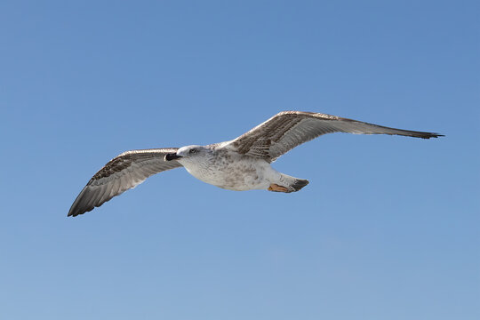 Beautiful flying seagull isolated on blue sky background