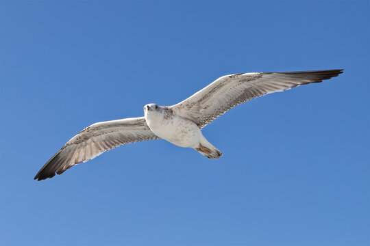 Beautiful flying seagull isolated on blue sky background