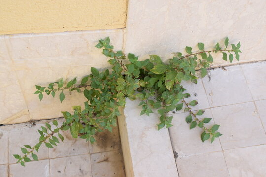 Spreading pellitory plant (Parietaria judaica) growing from a sidewalk