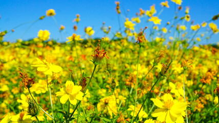 美しく咲き乱れるキバナコスモス