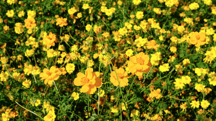 美しく咲き乱れるキバナコスモス