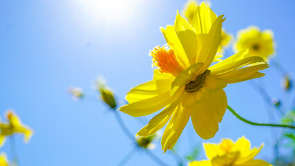 美しく咲き乱れるキバナコスモス