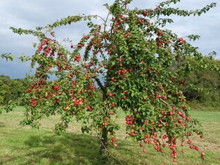 Fototapeta na wymiar Ein Apfelbaum voll mit reifen Früchten
