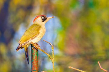 European Green Woodpecker - Picus viridis - Pic vert - ఆకుపచ్చ వడ్రంగిపిట్ట