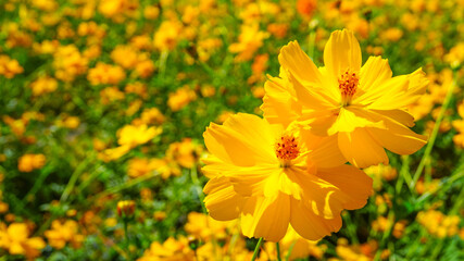 美しく咲き乱れるキバナコスモス