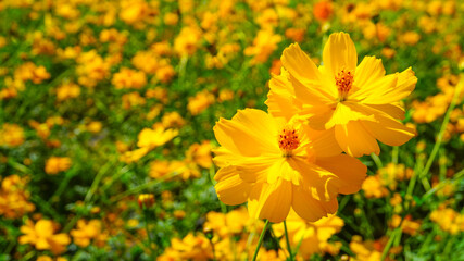 美しく咲き乱れるキバナコスモス