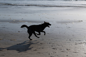 dog having fun on beach. pet relax outdoor in summer. breed dog running