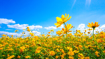 美しく咲き乱れるキバナコスモス