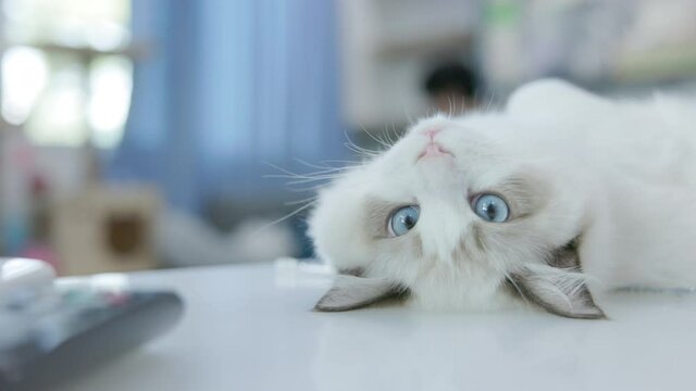 Cute white ragdoll cat sitting on table  at home.