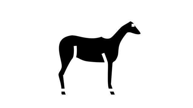 Pets Domestic Animal glyph icon animation. Dog And CAt Pets, Horse And Donkey, Pig And Bull Or Cow Farmland Beast, Parrot And Chicken Bird