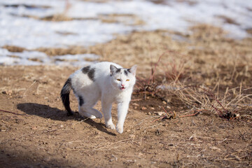 A homeless stray cat on the ground, amid the snow sits playing and walking. The kitten screams asks to eat. The concept of protecting stray animals.