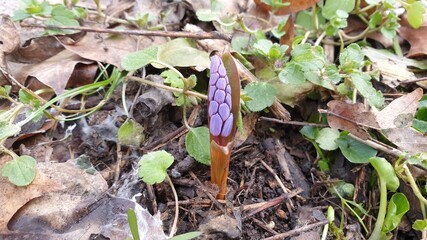 Beautiful flower in the garden for good colorful floral background