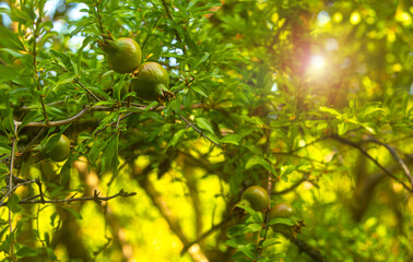 unripe pomegranate tree on the background of the sunny sky