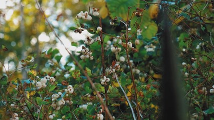 Snowberry Waxberry Ghostberry Bushes With White Ripe Popping Berries Moved by Wind on Autumn Day