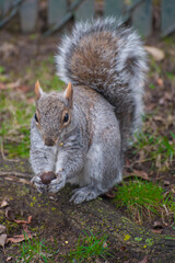 The Squirrel in the park