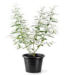 Andrographis paniculata tree