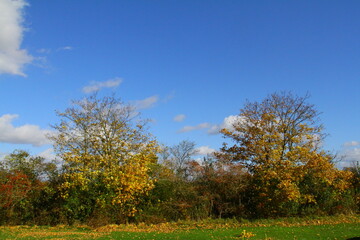 Fototapeta premium herbst