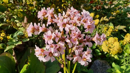 Beautiful flower in the garden for good colorful floral background
