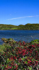 Parc Natural de s'Albufera des Grau, Menorca, Spain. red fruits and a view of the lagoon