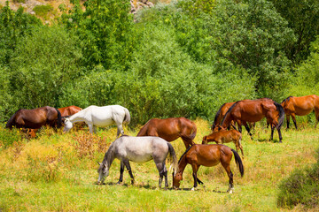 Naklejka na ściany i meble Horses gallop over mountains and hills. A herd of horses grazes in the autumn meadow. Livestock concept, with place for text.