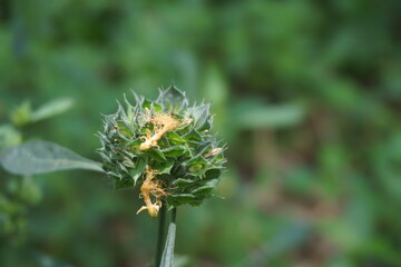 Clinacanthus nutans (Also called Acanthaceae, belalai gajah, phaya yo, Sabah snake grass, ki tajam, dandang gendis) on the nature. Has been used in Indonesia in the treatment of dysentery and diabetes