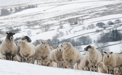 a flock of sheep in a snow covered landscape in the Yorkshire dales