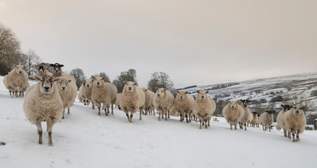 a flock of sheep in a snow covered landscape in the Yorkshire dales