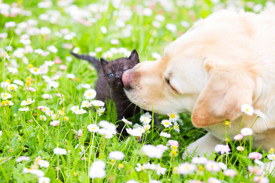 pies i kot dog and cat