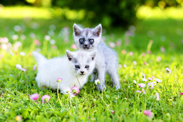 kotki na łące cats on meadow © karas
