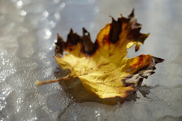 Autumnal yellow hawthorn leaf with dry brown ends on sunny glass table