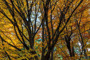 Yellow colorful beech wood at late autumn in the forest in Romania.