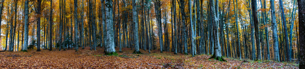Panoramic image of a beautiful beech forest at late autumn in Romania.