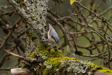 Wood nuthatch on the apple tree
