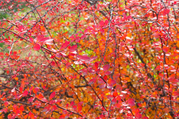 autumn barberry bush
