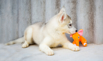 Fototapeta premium Husky dog walks in the park. Walk down the street with a big dog without a muzzle. Pedigree dog for the protection and protection. Eyes of different colors.