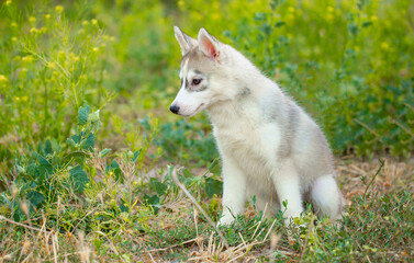 Husky dog walks in the park. Walk down the street with a big dog without a muzzle. Pedigree dog for the protection and protection. Eyes of different colors.