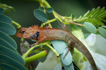 lizard on a tree