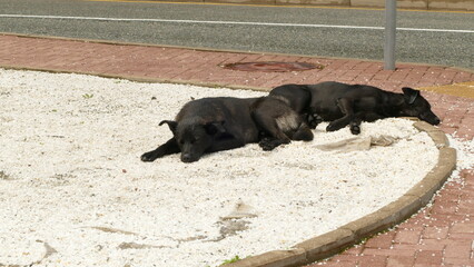 Two black dogs rest on white marble chips