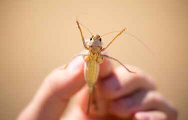 Locust close-up. Caught insect in the human hand. Exotic food in Asia. Invasion of locusts on agricultural fields.
