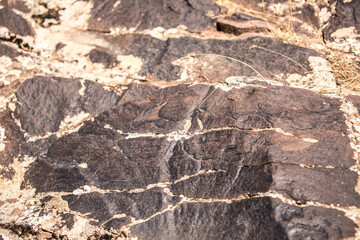 Petroglyphs on the rocks in Kazakhstan. The ancient parking cave man. Historical cave paintings. Carved on stone images of deer, goats and wolves. The development of ancient peoples.